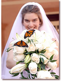 Bride with Butterflies on Bouquet