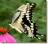 Giant Swallowtail Butterfly Pricing
