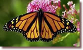Monarch Butterfly Pricing