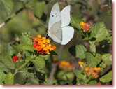 Painted Lady Butterfly Pricing