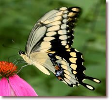 Giant Swallowtail