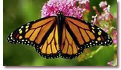Monarch