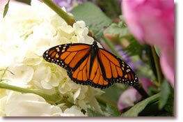 Monarch Butterfly