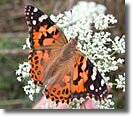 Painted Lady